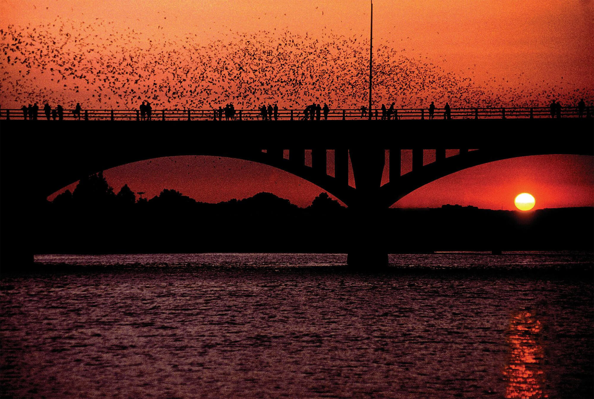 The Bats of Austin, Texas // North America’s Largest Urban Bat Colony